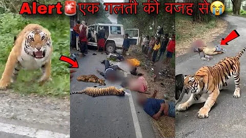 Alert🚨Just Stop Now🙏Tiger Attack On Car | Tadoba Andhari Tiger Reserve | Jungle Safari Vlog