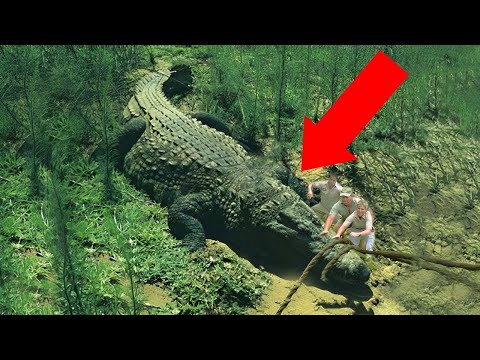 ამ გიგანტურმა ცხოველებმა ათასობით ადამიანი შეჭამეს!