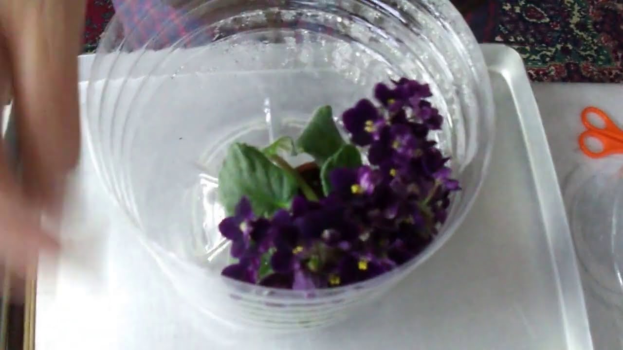 208. Kök Çürümesi Olan  Menekşeyi Temizleyip Köklenmesi İçin Suya Koyduk Köklenmiş Olanı Dikildi.