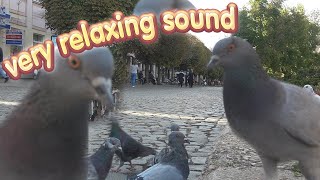 Dove Sound. Pigeon Cooing Cuddling Sound