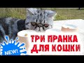 3 КРУТЫХ ПРАНКА ДЛЯ КОШКИ—Funny cat—Смешные коты—Приколы с котами—Пранки—Лайфхаки для животных—Пранк