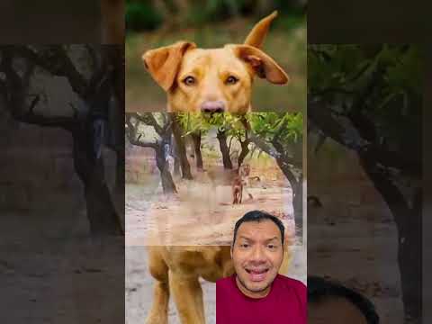 #dogs #pets #pitbull #cachorro