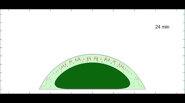 Simulation of cell spreading and nuclear flattening with no nuclear surface area tension