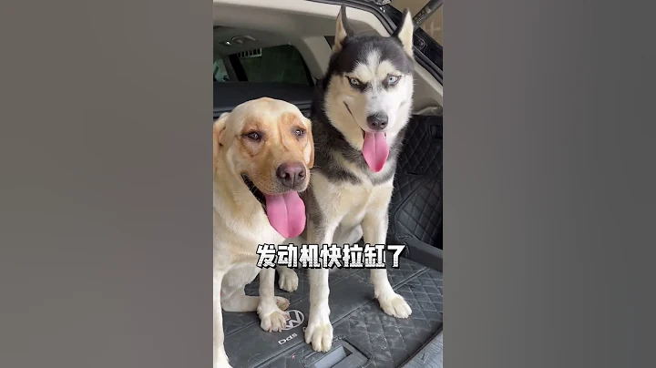 大学生遛狗真的太厉害了！ - 天天要闻