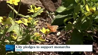 Clemson butterfly garden