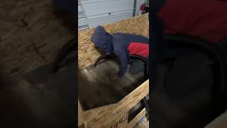 Game Dog Whelping Box Apbt