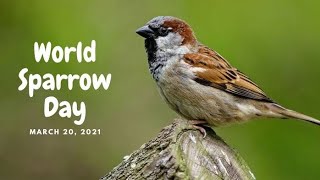World Sparrow Day 2024  -- ( About save sparrow--video About save birds 🐦)