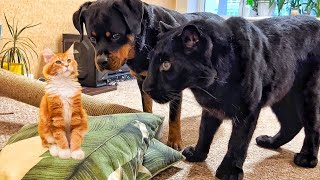 How the panther Luna and rottweiler Venza react to the cat/ Luna loves smoked ribs