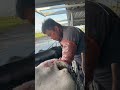 inseminating cows