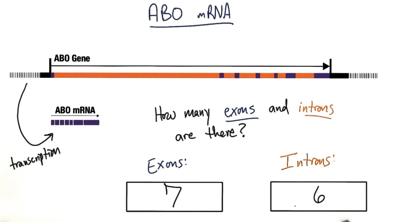 Exons and Introns - Tales from the Genome
