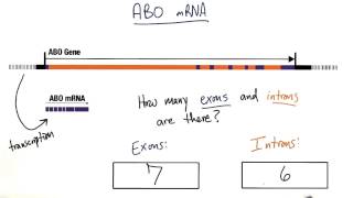 Exons And Introns - Tales From The Genome