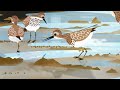[EAAFP] World Migratory Bird Day 2020 (Korean Subtitles) [동아시아-대양주 철새이동경로 파트너십] 2020 세계 철새의 날 (한국어)