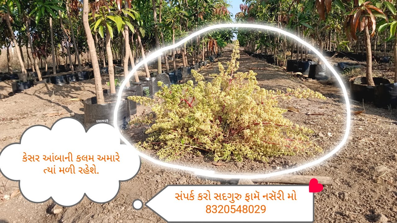 કેસર આંબાની કલમ અમારે ત્યાં મળે છે 🥭 સંપર્ક કરો સદગુરુ ફામૅ નસૅરી મો 8320548029