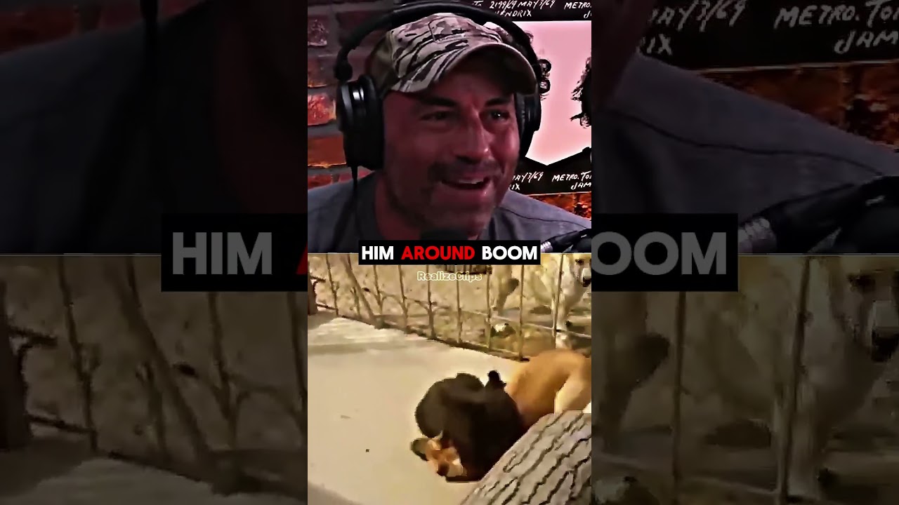 Joe Rogan Reacts To Bear vs Puppy