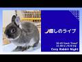 【癒しライブ】うさぎのウルフねむねむ定点 🌙 まったり夜時間|Cozy Rabbit Night (No Talk)