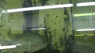 Misc tanks in the fish room