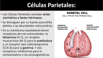 ¿Cuál es la función de las células parietales del estómago?