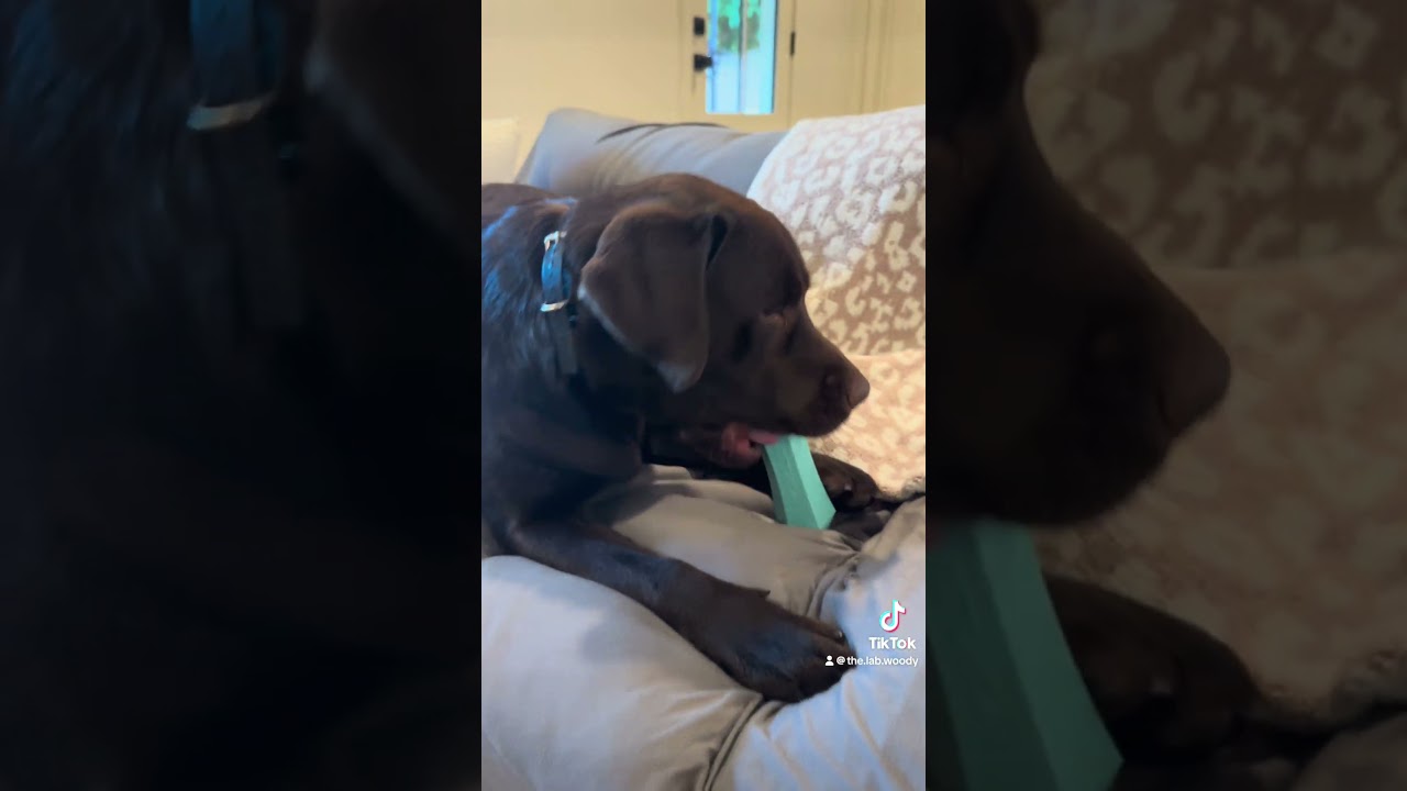 Trying “indestructible” dog toys 