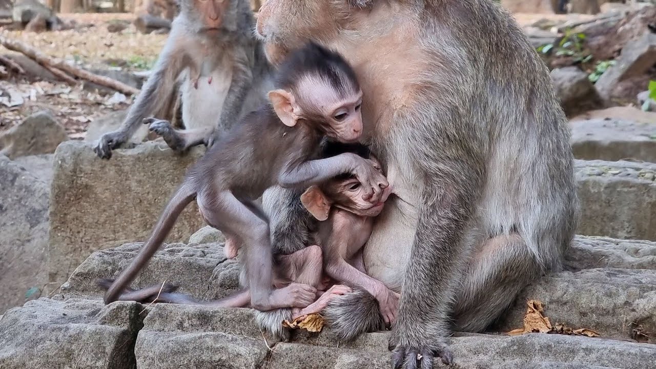 Cute baby monkey Vitchie ___ Disturb little baby Shavara getting milk 