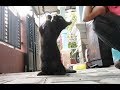 Melatih Kucing( Bermain Dengan Obet )