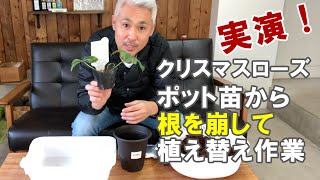 クリスマスローズの育て方 実演！根切りで植え替え！鉢植えで大きく育てる方法！