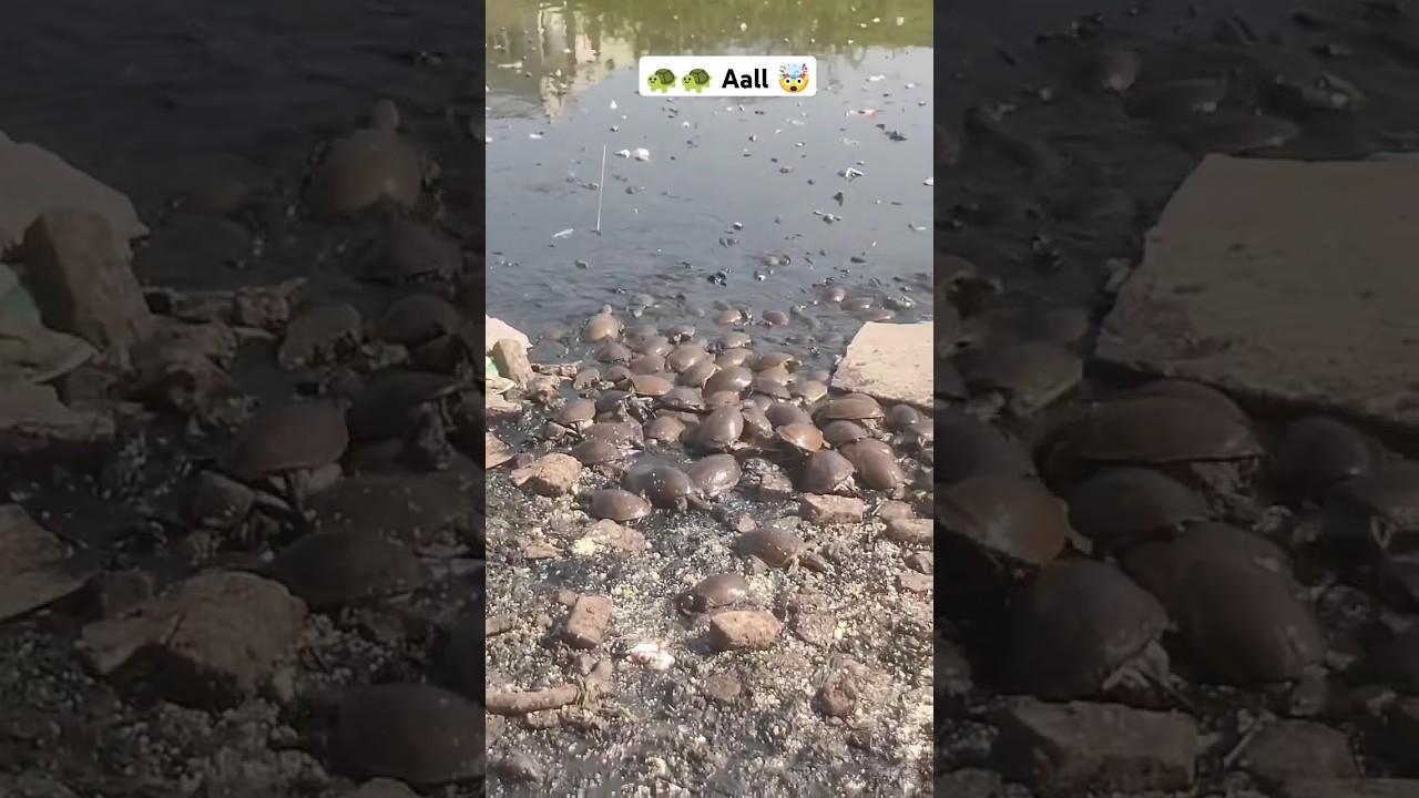 duniya ka  sabse jyada kechwa 🤯 