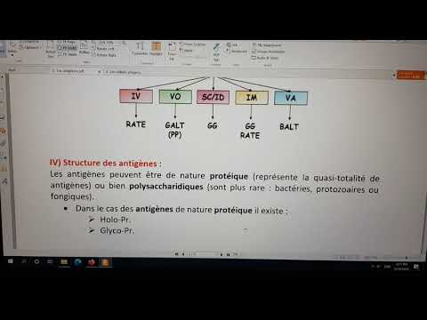 Vidéo: Développement D'un Anticorps Monoclonal Spécifique Du Domaine D'endonucléase De La Protéine LINE-1 ORF2 Humaine