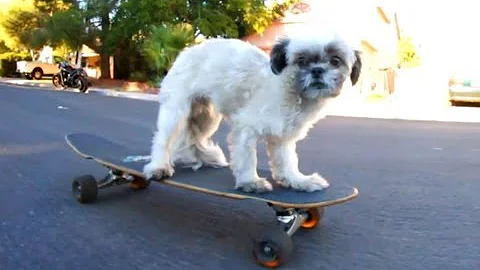 Skateboarding Dog Song