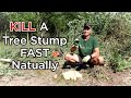 How To Naturally KILL a Tree Stump FAST - WITHOUT Weedkiller or Digging