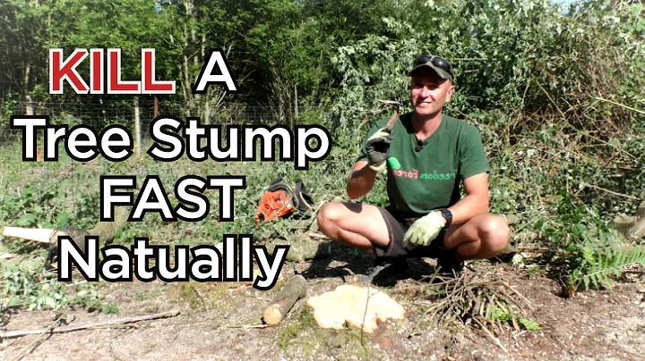How To Naturally KILL a Tree Stump FAST - WITHOUT ...