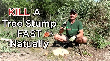 How To Naturally KILL a Tree Stump FAST - WITHOUT Weedkiller or Digging