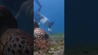 Download Lagu Freediving with this magnificent creature.#freediving #reels #viral #pemuteran MP3