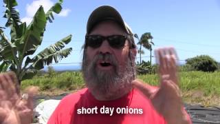 Growing Hawaiian Sweet Onions