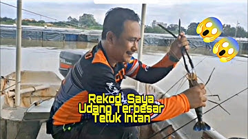 Udang Galah MONSTER kg Esso Teluk Intan
