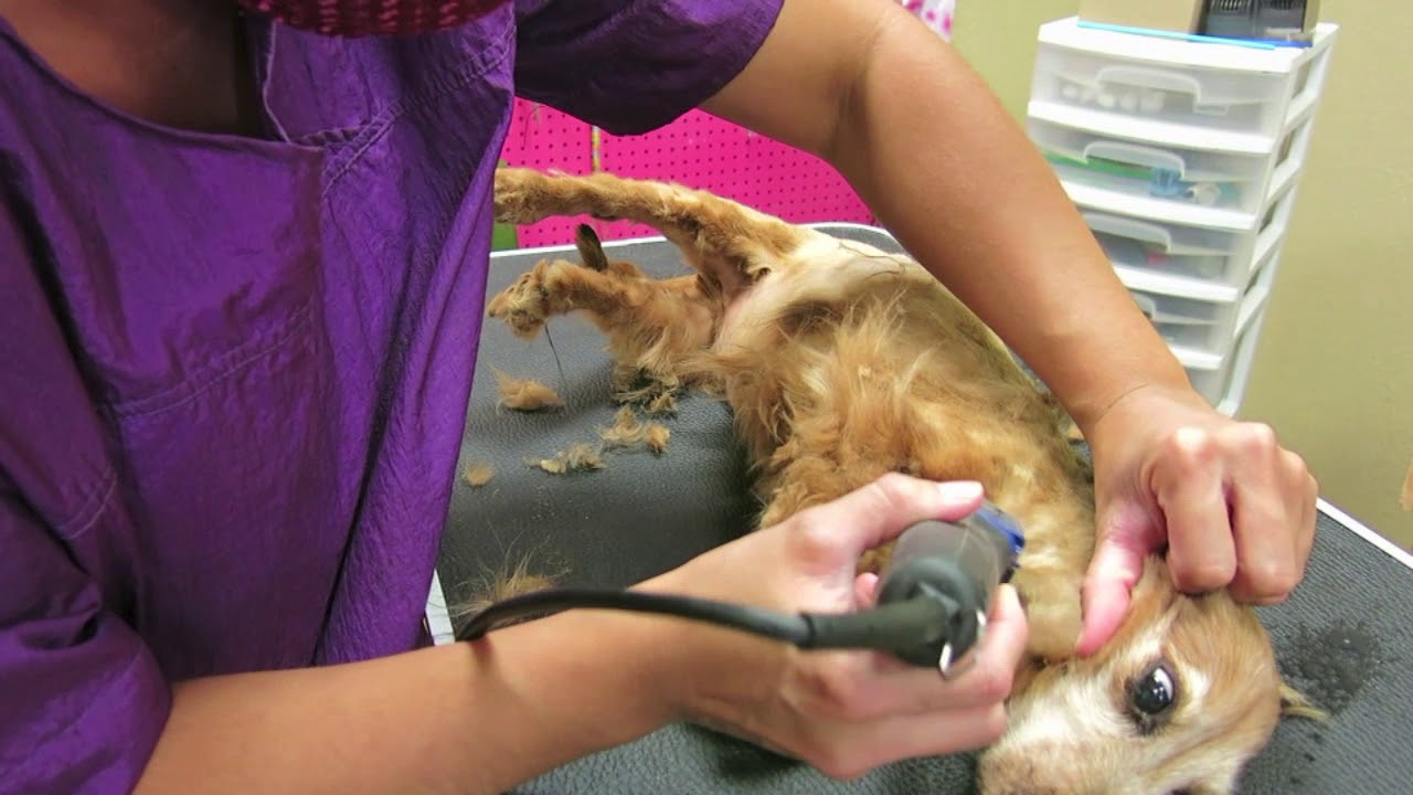 How to groom a disabled dog (spinal injury) YouTube