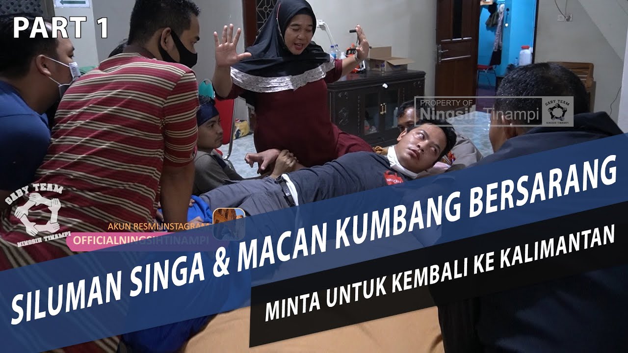  MACAN KUMBANG KALIMANTAN  MINTA PULANG PART 1 YouTube