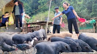 Raising wild pigs, the husband unexpectedly returned to his wife to celebrate the traditional Tet