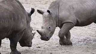 Rhino`s and zebra at Burgers zoo