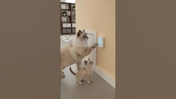 Smartest Cat EVER? Watch This Cat Open a Sensor Door Like a Pro!