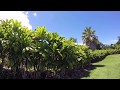 【Lani Hawaii Native Plantsの旅】ハワイのティーリーフの林を探検！グリーン編2