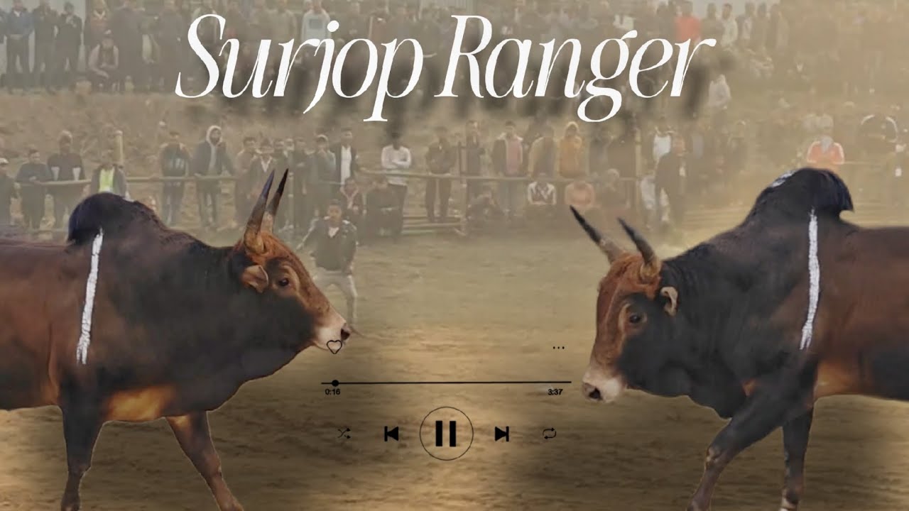 Sur Jop Ranger Dungkha Masi Wa Ehh Haa Haka Jing Iakhun 🐂 