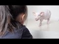 初めてミニブタと子供が対面したらまさかのこうなりましたw【85日目】