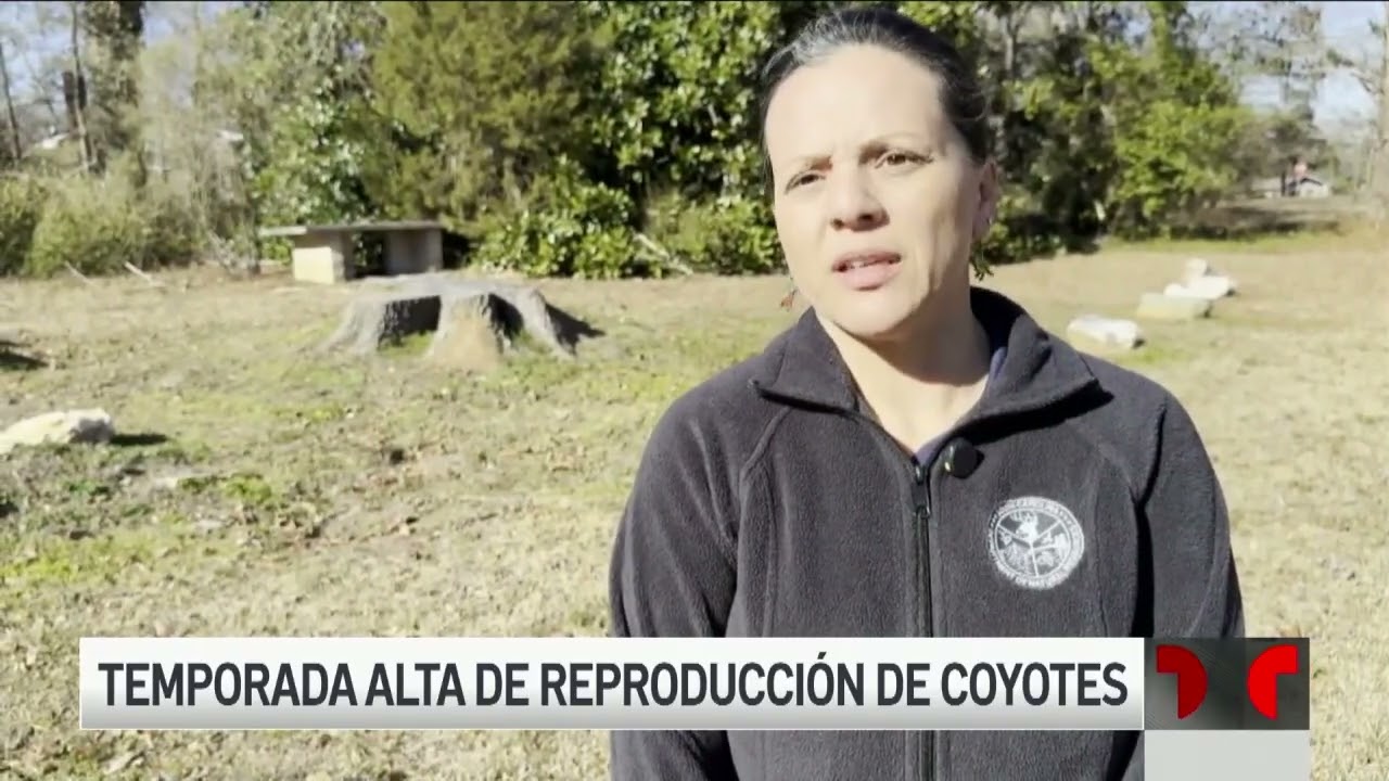 Temporada Alta de Reproduccion de Coyotes