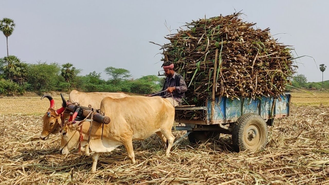 new Young Bullock Cart Heavy mud stuck in heavy load Sugarcane // Indian's Cow stuck