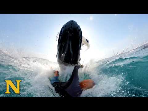 Huge Creature Drags Surfer 30 Feet Underwater 😱