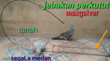 jebakan burung perkutut maxgaiver di tanah