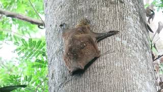 The Quiet Call of the Culugo