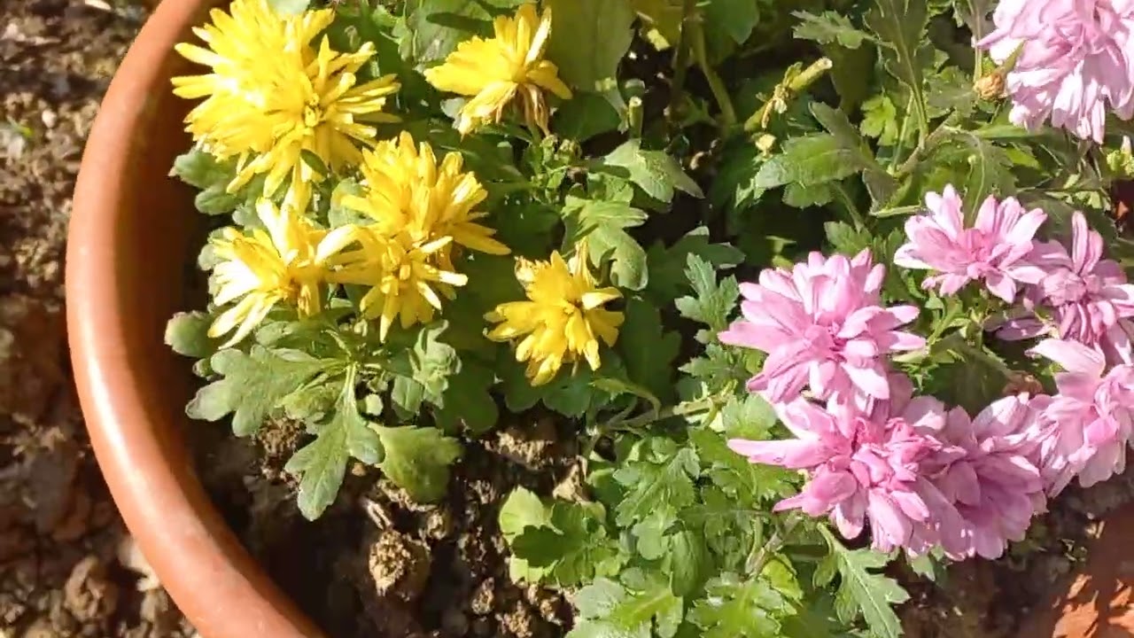 22 ФЕВРАЛЬ ХОВЛИДАГИ ИШЛАР🌸🌷🪻🪷🌸🌷🪻🪷🌻🌼🌷🪻🌻🌼🌷🪻🌼🌷🌾