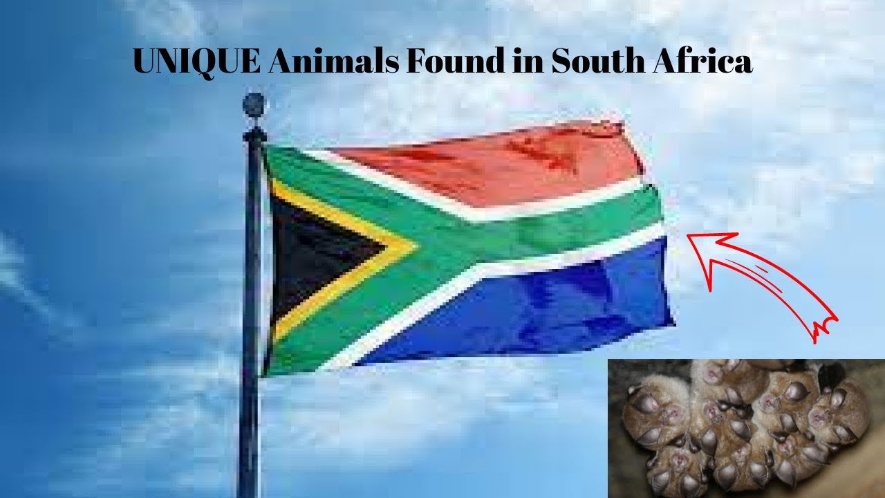 10 Unique Animals Found in South Africa | Turbo Brain