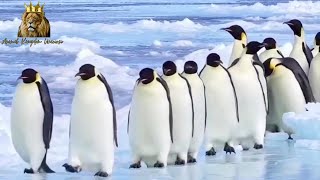 Emperor Penguins - Amazing Survival, Habitat & Behavior Highlights